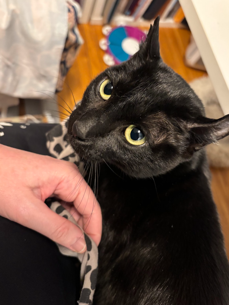 The cat in question, Penelope. A small black cat with green eyes, pictured here sitting on my lap, ON my sewing.